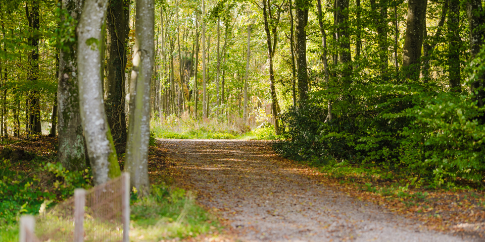 Skoven ved Fuglemajgård